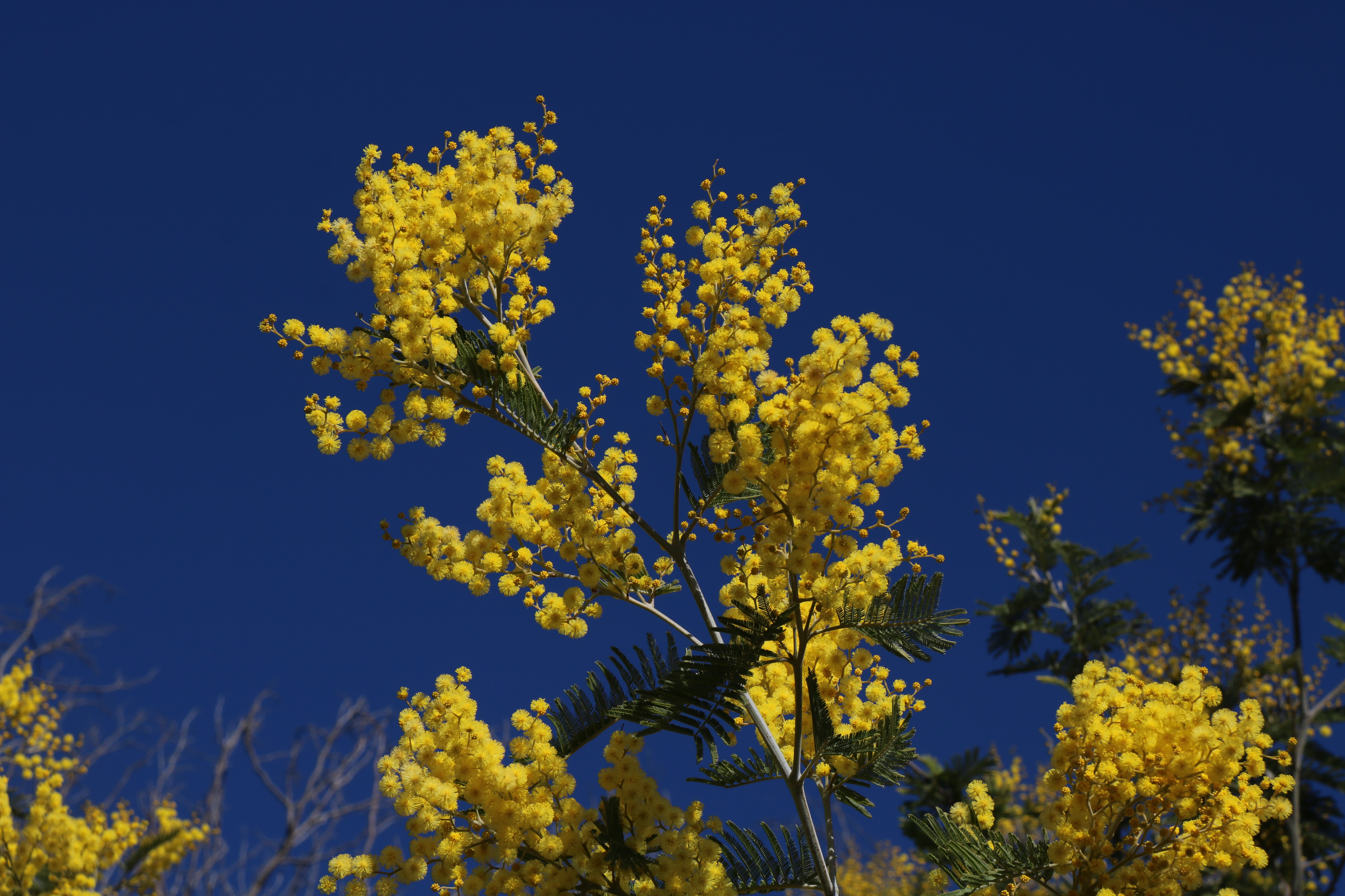 Mimosas dans le massif du Tanneron
