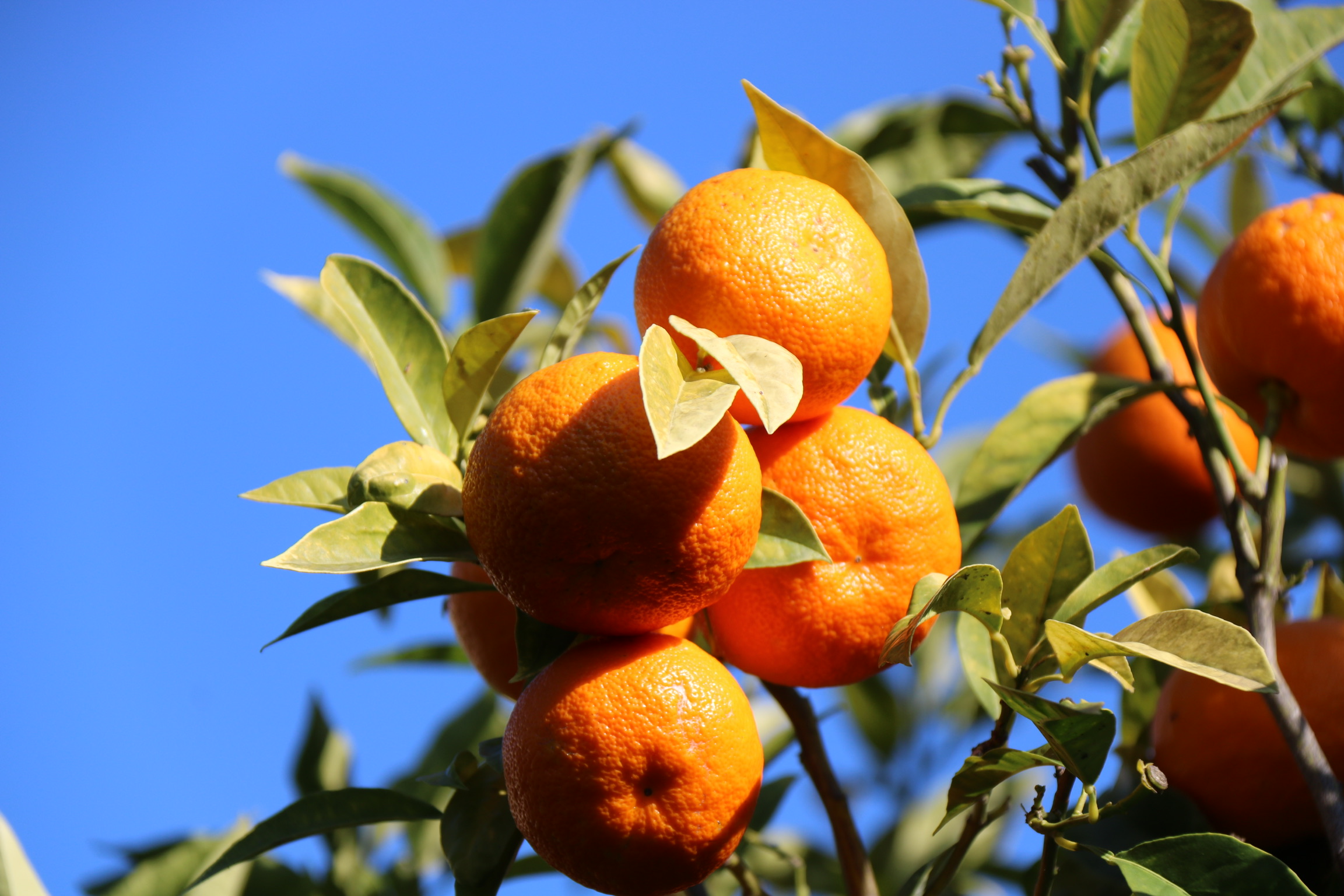 Orangers, musée Renoir