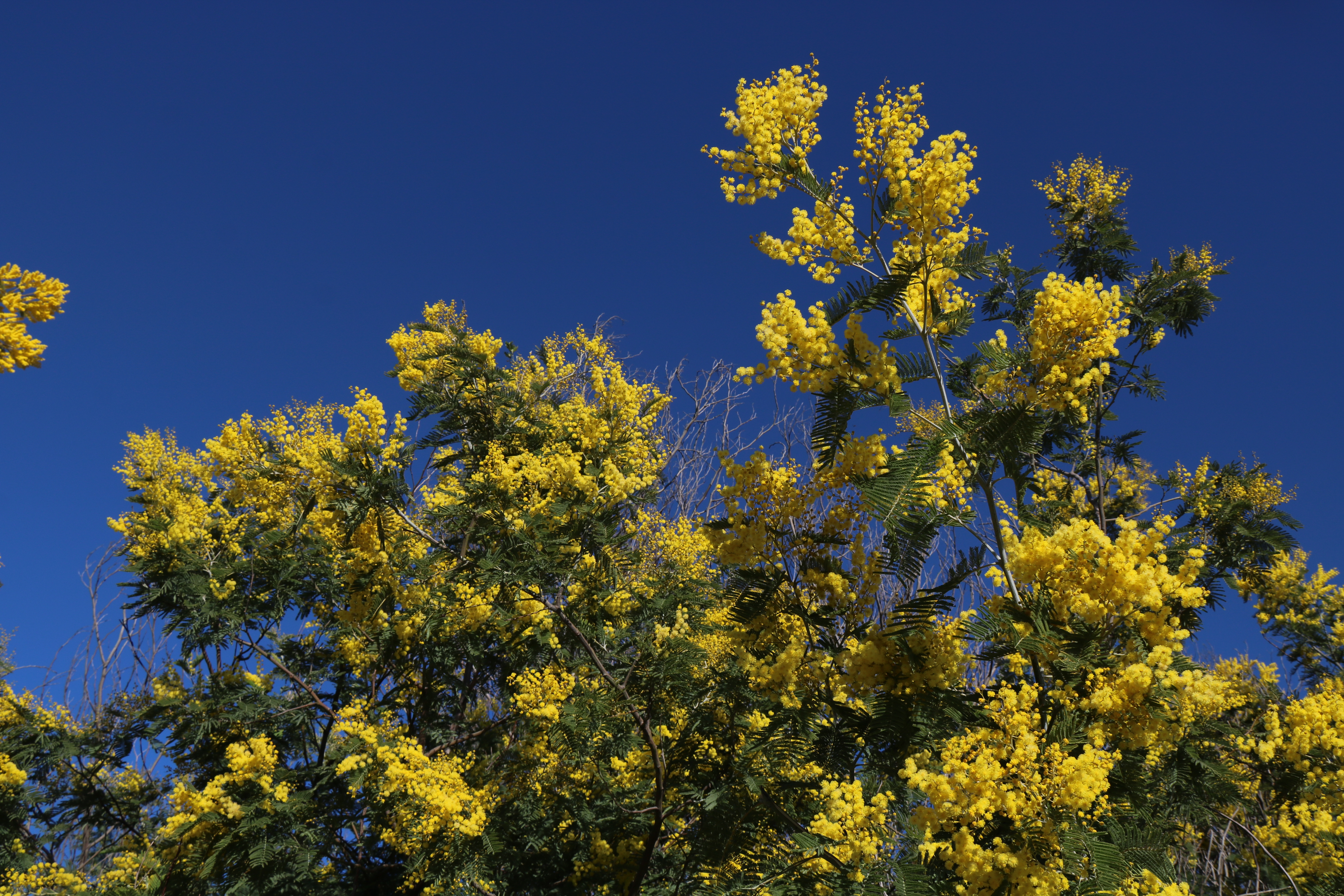 Mimosas dans le Tanneron