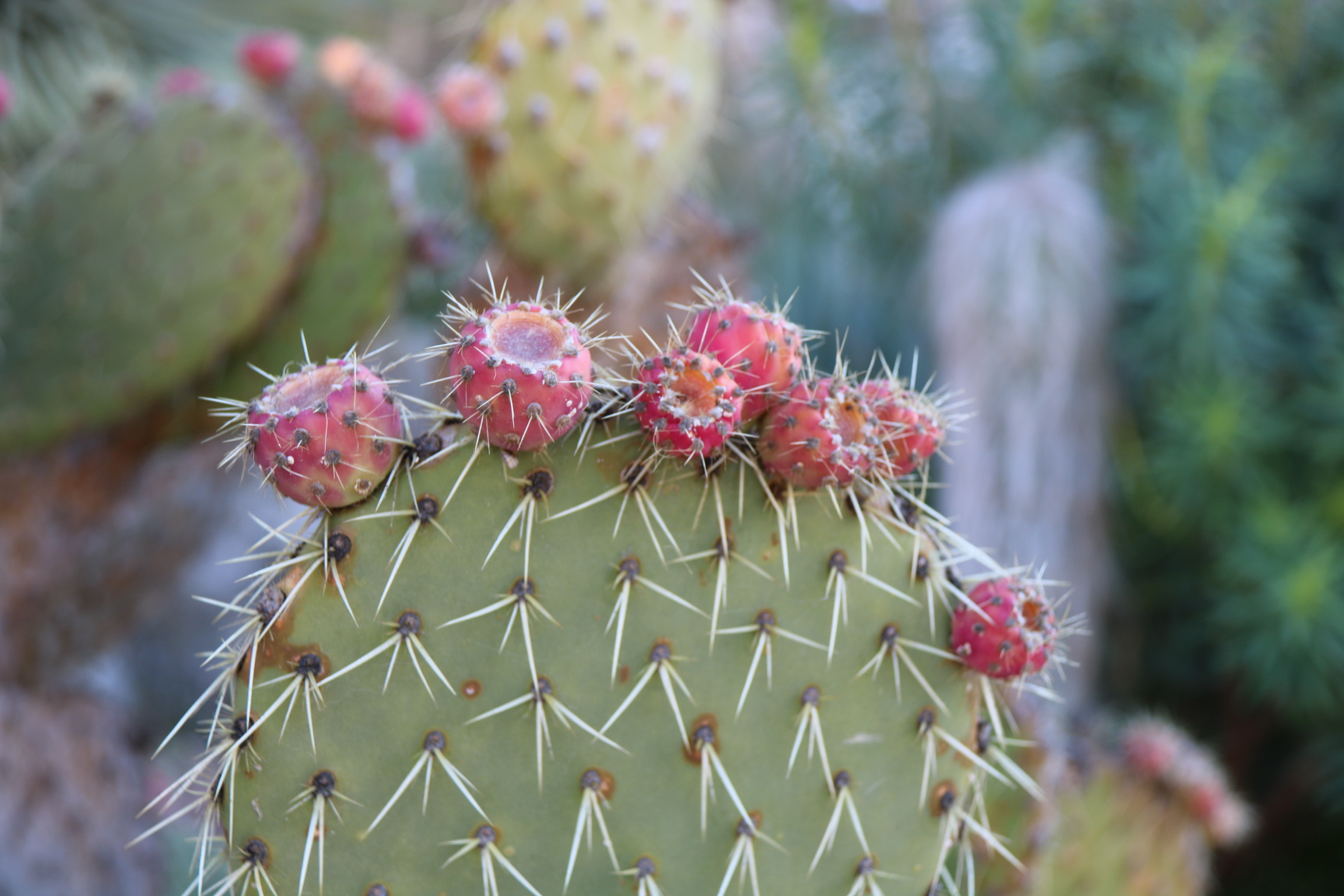 Eze village, le jardin exotique